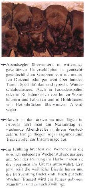 Faltblatt 'Der Große Abendsegler' (Seite 4)
